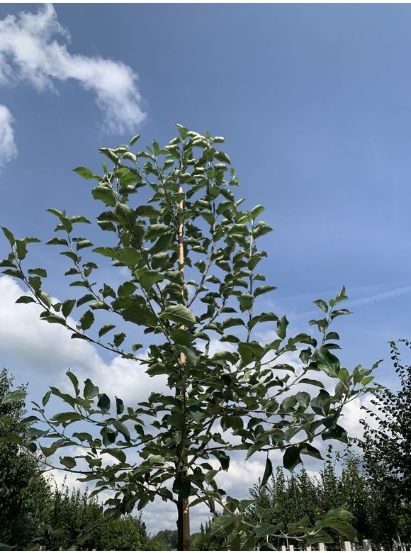 Apfelbaum - Herbstapfel 'Elstar' | Malus domestica 'Elstar' Apfelbaum - Herbstapfel 'Elstar' | Malus domestica 'Elstar'