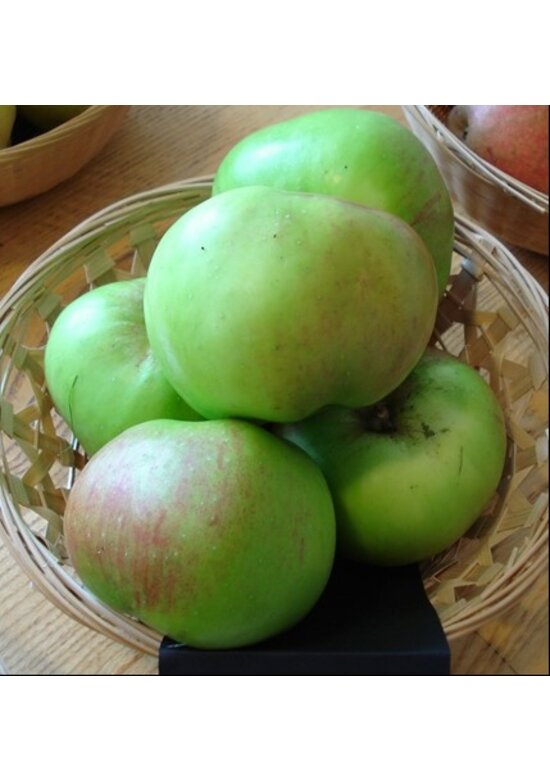 Apfelbaum 'Bramley's Seedling' | Malus domestica 'Bramley's Seedling'