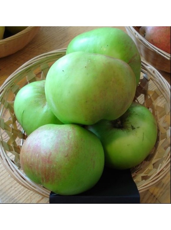 Apfelbaum 'Bramley's Seedling' | Malus domestica 'Bramley's Seedling' Apfelbaum 'Bramley's Seedling' | Malus domestica 'Bramley's Seedling'