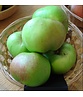 Apfelbaum 'Bramley's Seedling' | Malus domestica 'Bramley's Seedling'