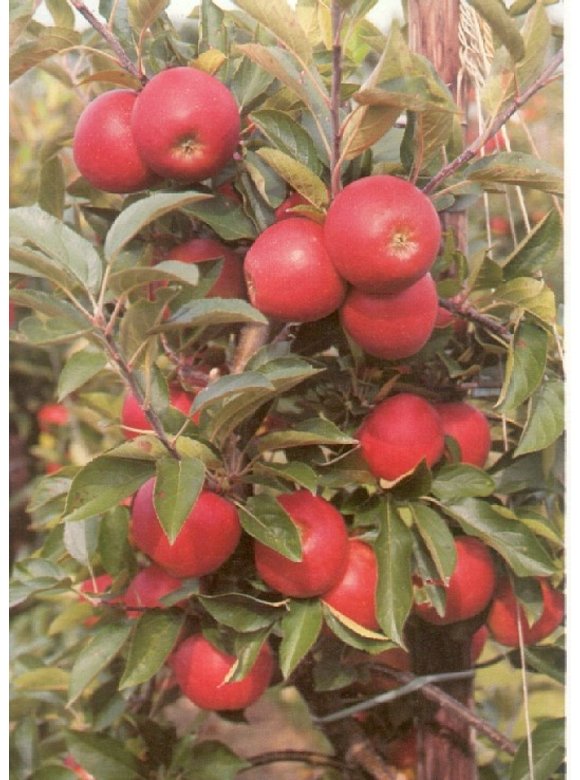 Apfelbaum - Herbstapfel 'Elstar' | Malus domestica 'Elstar' Apfelbaum - Herbstapfel 'Elstar' | Malus domestica 'Elstar'