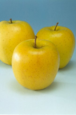 Apfelbaum 'Golden Delicious' | Malus domestica 'Golden Delicious' Apfelbaum 'Golden Delicious' | Malus domestica 'Golden Delicious'