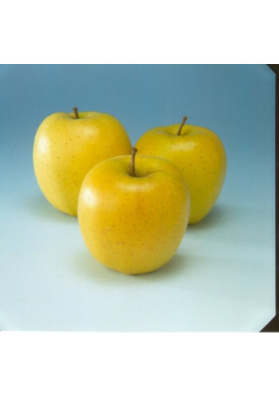 Apfelbaum 'Golden Delicious' | Malus domestica 'Golden Delicious'