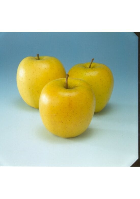 Apfelbaum 'Golden Delicious' | Malus domestica 'Golden Delicious'