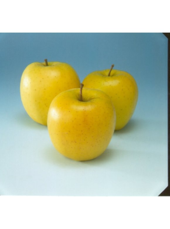 Apfelbaum 'Golden Delicious' | Malus domestica 'Golden Delicious' Apfelbaum 'Golden Delicious' | Malus domestica 'Golden Delicious'