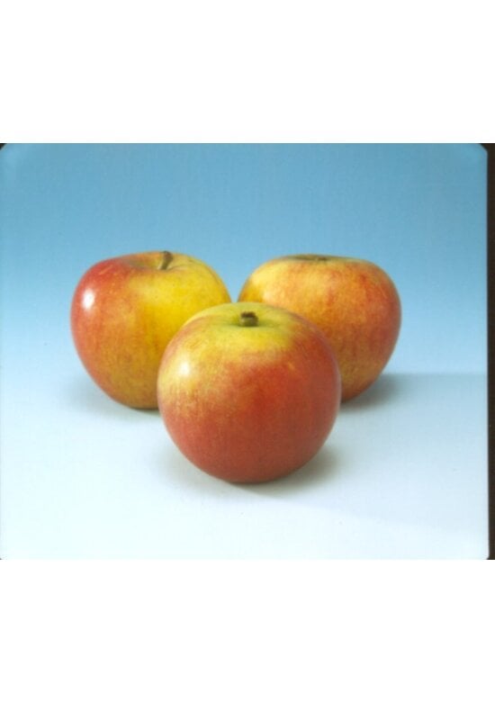 Apfelbaum - Herbstapfel 'Cox Orange Pippin' | Malus domestica 'Cox Orange Pippin'