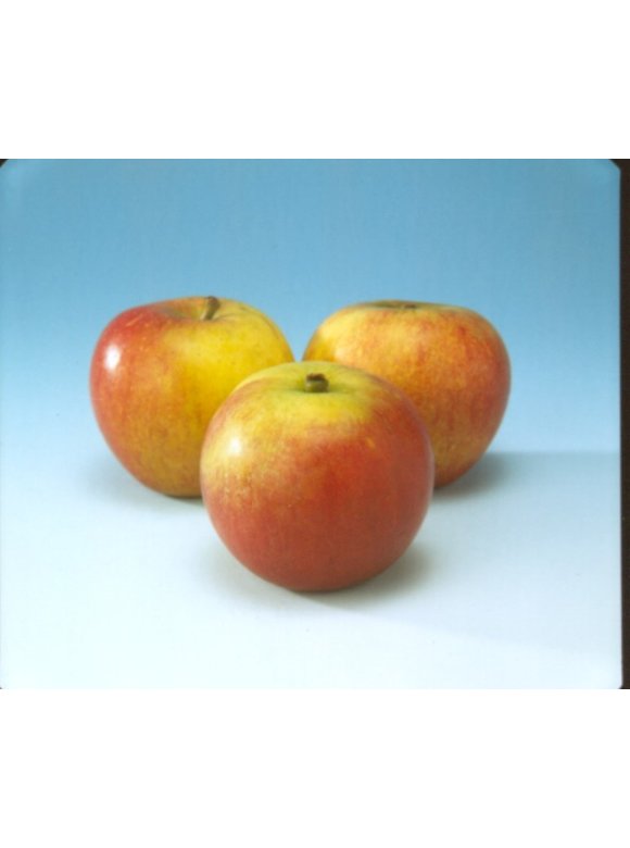 Apfelbaum - Herbstapfel 'Cox Orange Pippin' | Malus domestica 'Cox Orange Pippin' Apfelbaum - Herbstapfel 'Cox Orange Pippin' | Malus domestica 'Cox Orange Pippin'
