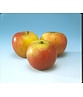 Apfelbaum - Herbstapfel 'Cox Orange Pippin' | Malus domestica 'Cox Orange Pippin' Apfelbaum - Herbstapfel 'Cox Orange Pippin' | Malus domestica 'Cox Orange Pippin'