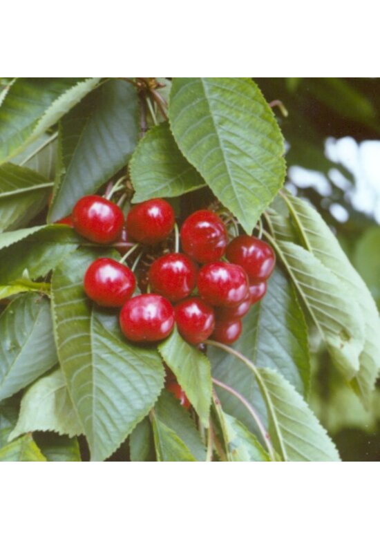 Süßkirsche 'Stella' | Prunus avium 'Stella'