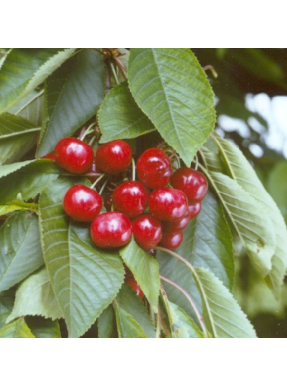 Süßkirsche 'Stella' | Prunus avium 'Stella' Süßkirsche 'Stella' | Prunus avium 'Stella'