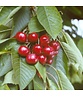 Süßkirsche 'Stella' | Prunus avium 'Stella'