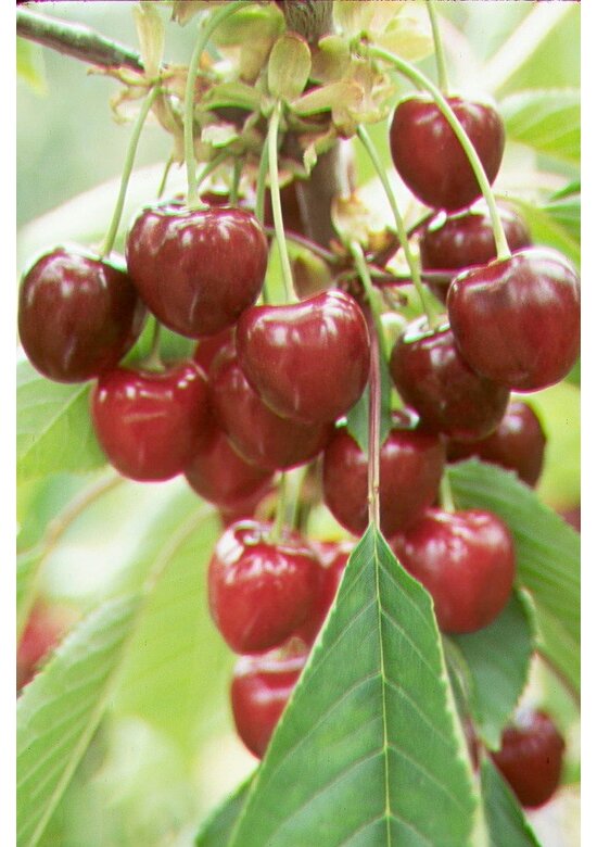 Süßkirsche 'Van' | Prunus avium 'Van'