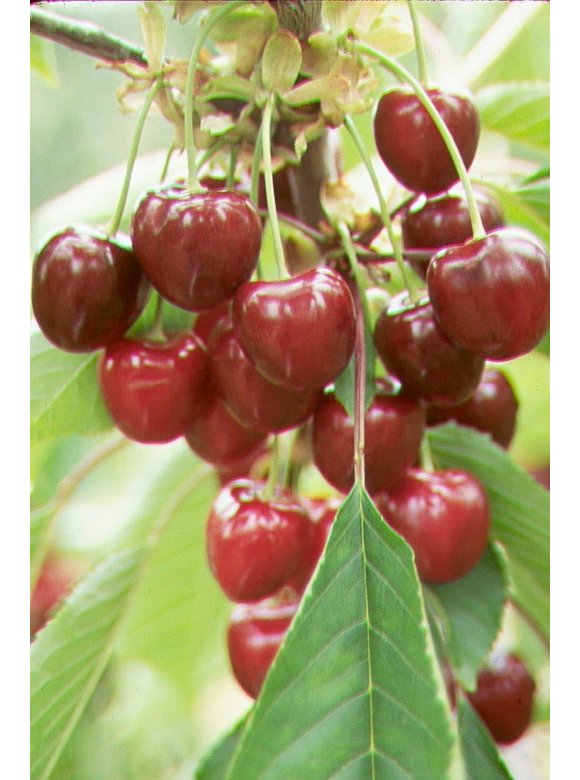 Süßkirsche 'Van' | Prunus avium 'Van' Süßkirsche 'Van' | Prunus avium 'Van'
