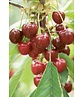 Süßkirsche 'Van' | Prunus avium 'Van'