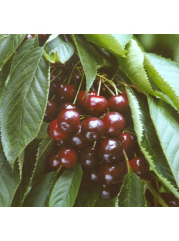 Süßkirsche 'Varikse Zwarte' | Prunus avium 'Varikse Zwarte' Süßkirsche 'Varikse Zwarte' | Prunus avium 'Varikse Zwarte'
