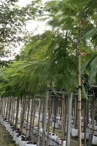 Seidenbaum | Albizia julibrissin
