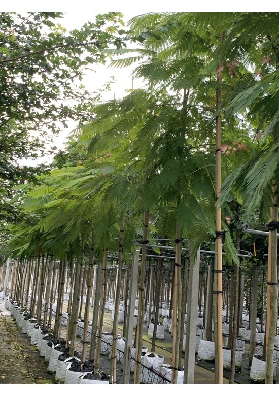 Seidenbaum | Albizia julibrissin Seidenbaum | Albizia julibrissin