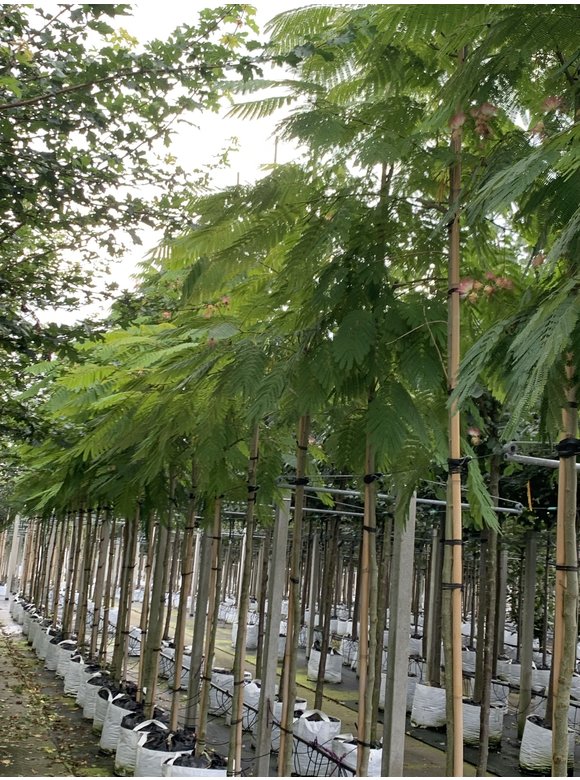 Seidenbaum - Schlafbaum - Seidenakazie | Albizia julibrissin Seidenbaum - Schlafbaum - Seidenakazie | Albizia julibrissin