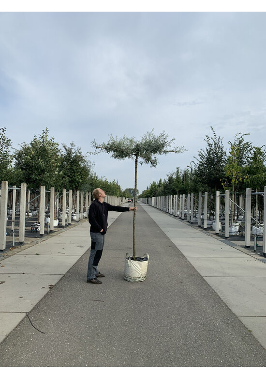 Weidenblättrige Birne - Dachbaum | Pyrus salicifolia 'Pendula'
