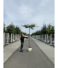 Weidenblättrige Birne - Dachbaum | Pyrus salicifolia 'Pendula' Weidenblättrige Birne - Dachbaum | Pyrus salicifolia 'Pendula'