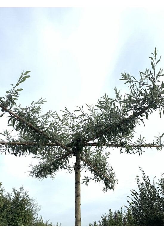 Weidenblättrige Birne - Dachbaum | Pyrus salicifolia 'Pendula'