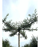 Weidenblättrige Birne - Dachbaum | Pyrus salicifolia 'Pendula' Weidenblättrige Birne - Dachbaum | Pyrus salicifolia 'Pendula'