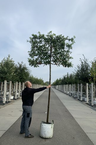 Sumpf-Eiche - Spalierbaum | Quercus palustris