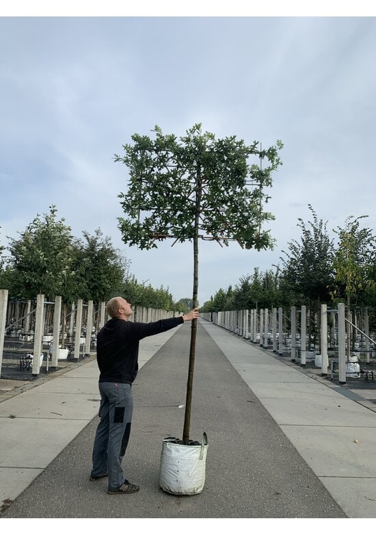 Sumpf-Eiche - Spalierbaum | Quercus palustris