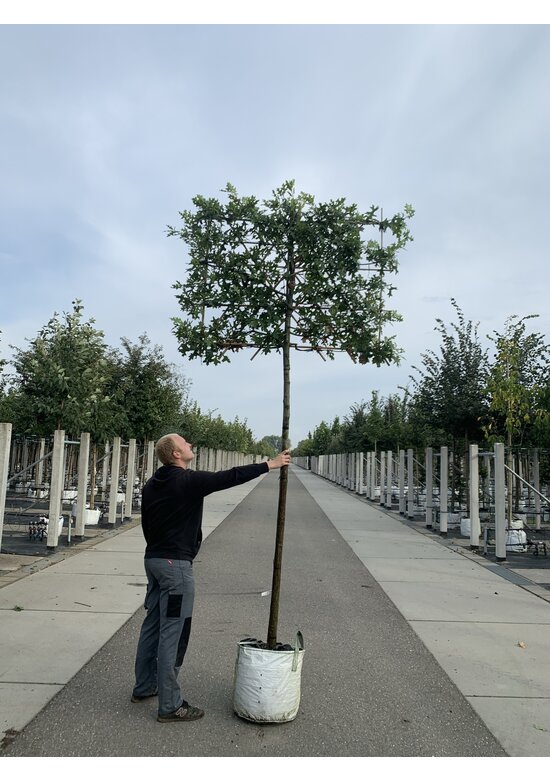 Sumpf-Eiche - Spalierbaum | Quercus palustris