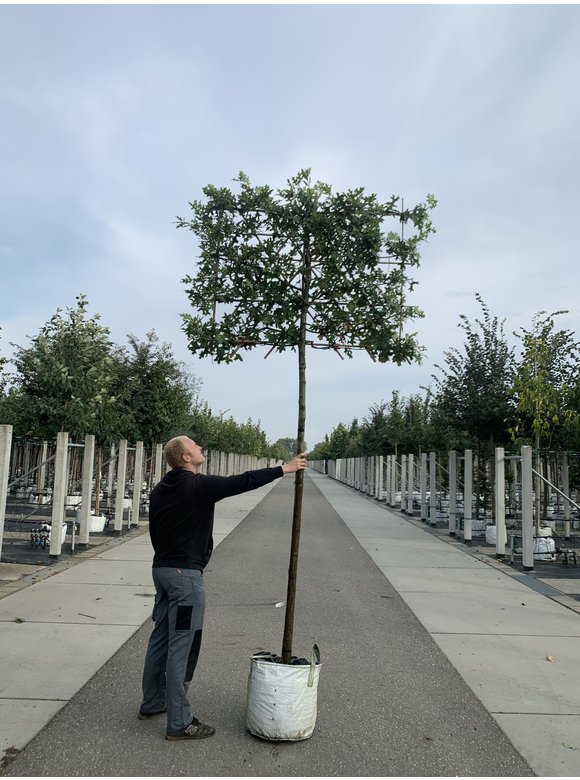 Sumpf-Eiche - Spalierbaum | Quercus palustris Sumpf-Eiche - Spalierbaum | Quercus palustris
