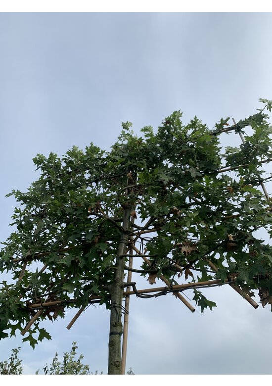 Sumpf-Eiche - Spalierbaum | Quercus palustris