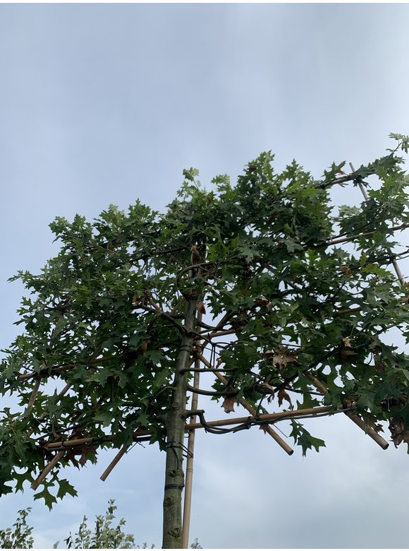 Sumpf-Eiche - Spalierbaum | Quercus palustris Sumpf-Eiche - Spalierbaum | Quercus palustris