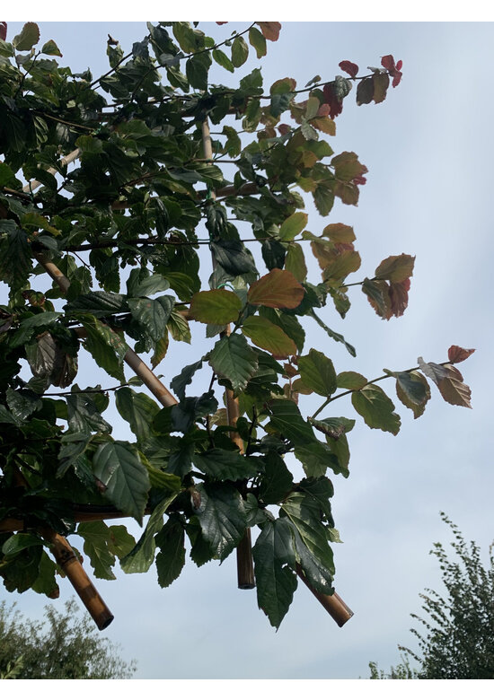 Eisenholzbaum Spalier | Parrotia persica