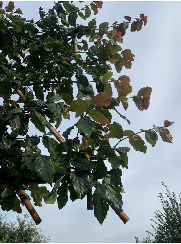 Eisenholzbaum - Spalierbaum | Parrotia persica Eisenholzbaum - Spalierbaum | Parrotia persica