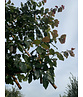 Eisenholzbaum Spalier | Parrotia persica