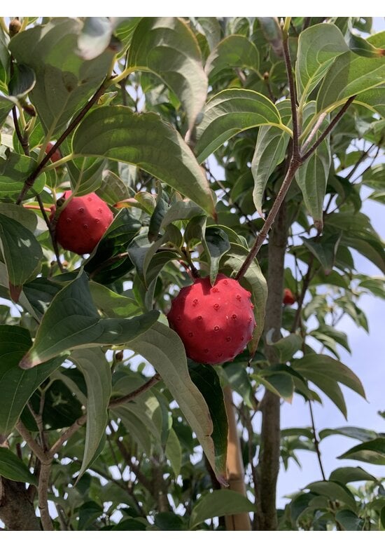 Chinesischer Blumen-Hartriegel 'Chinensis' | Cornus kousa 'Chinensis'