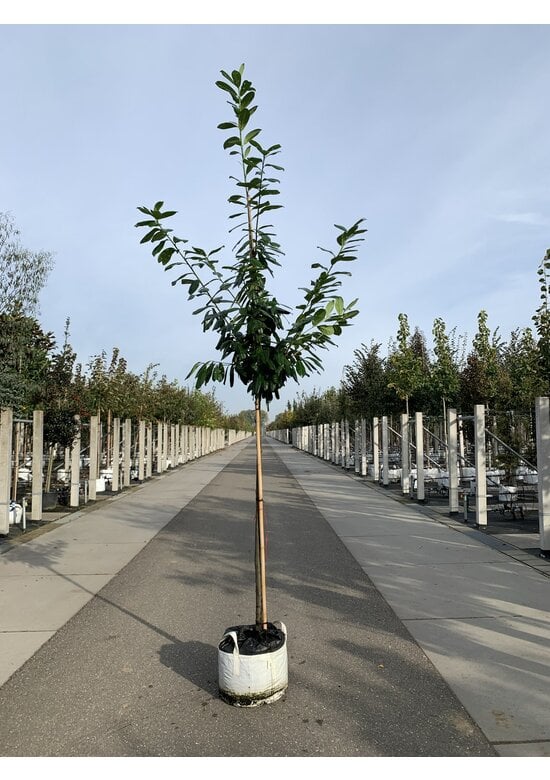 Kirschlorbeer Hochstamm | Prunus laurocerasus 'Novita'