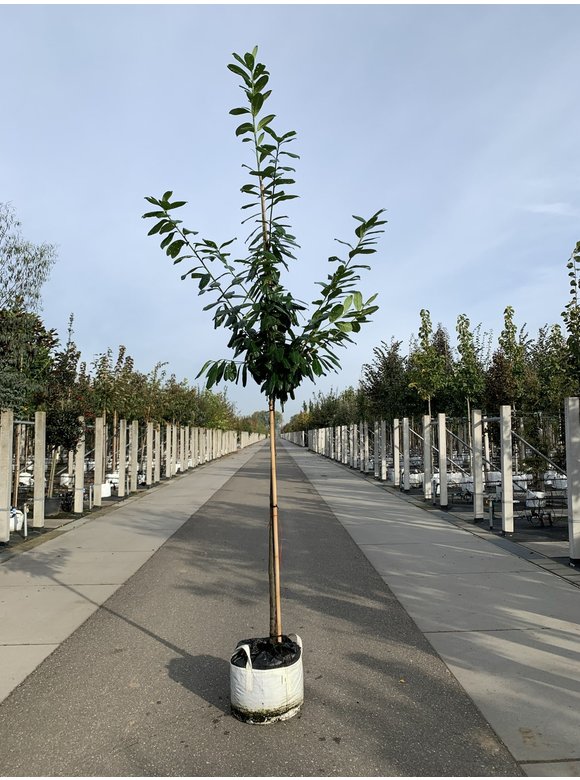Kirschlorbeer Baum 'Novita' | Prunus laurocerasus 'Novita' Kirschlorbeer Baum 'Novita' | Prunus laurocerasus 'Novita'