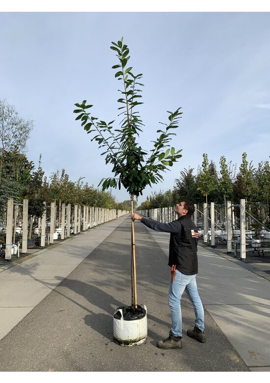 Kirschlorbeer Hochstamm | Prunus laurocerasus 'Novita'