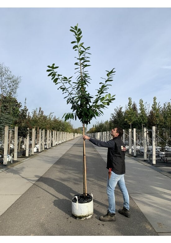 Kirschlorbeer Baum 'Novita' | Prunus laurocerasus 'Novita'