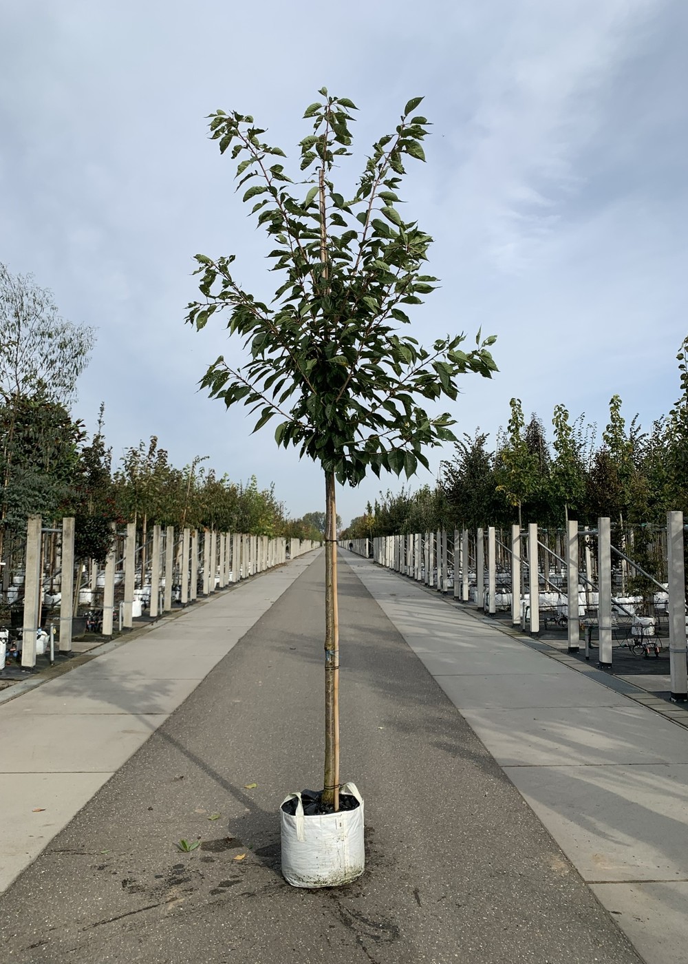 Fudschijama-Kirsche Shirotae | Prunus serrulata 'Shirotae' Fudschijama-Kirsche Shirotae | Prunus serrulata 'Shirotae'