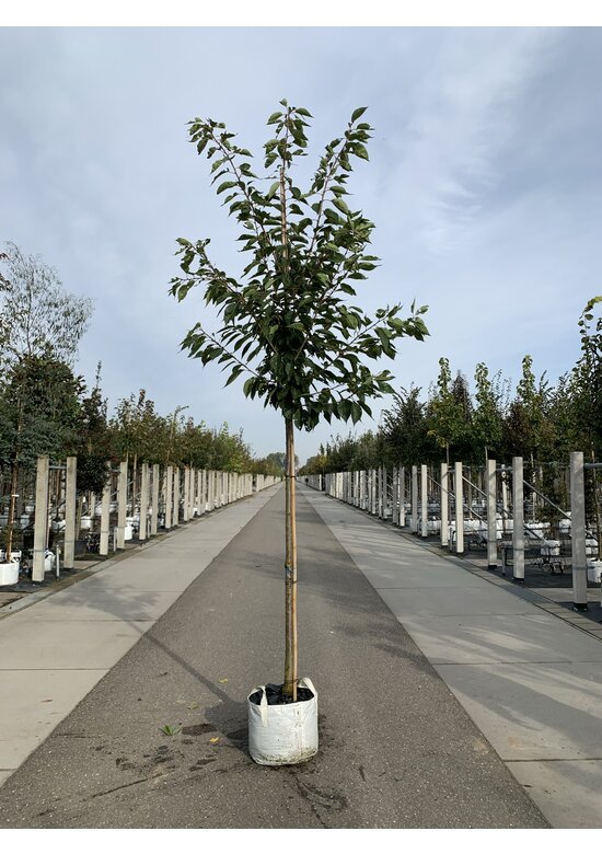 Fudschijama-Kirsche 'Shirotae' | Prunus serrulata 'Shirotae'