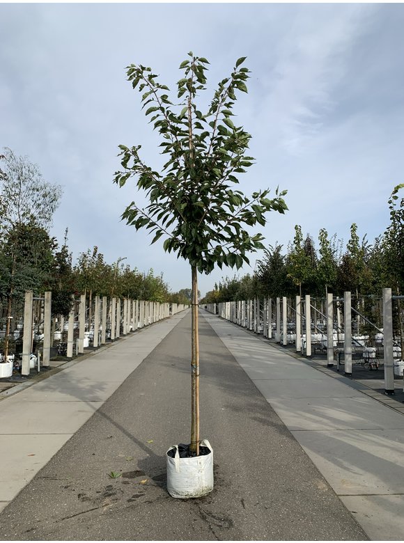 Fudschijama-Kirsche 'Shirotae' | Prunus serrulata 'Shirotae' Fudschijama-Kirsche 'Shirotae' | Prunus serrulata 'Shirotae'