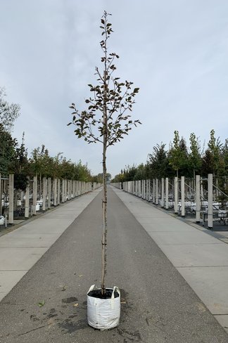 Dreifarbige Buche 'Tricolor' | Fagus sylvatica 'Tricolor'