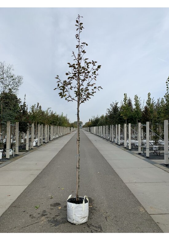 Dreifarbige Buche 'Tricolor' | Fagus sylvatica 'Tricolor'