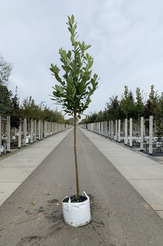 Rundblättriger Kirschlorbeer Baum 'Rotundifolia' | Prunus laurocerasus 'Rotundifolia'