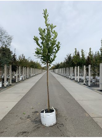 Kirschlorbeer Baum 'Rotundifolia' Kaufen | 3 Jahre Garantie - Venovi