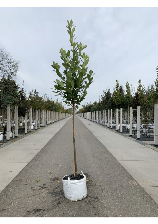 Rundblättriger Kirschlorbeer Baum 'Rotundifolia' | Prunus laurocerasus 'Rotundifolia'