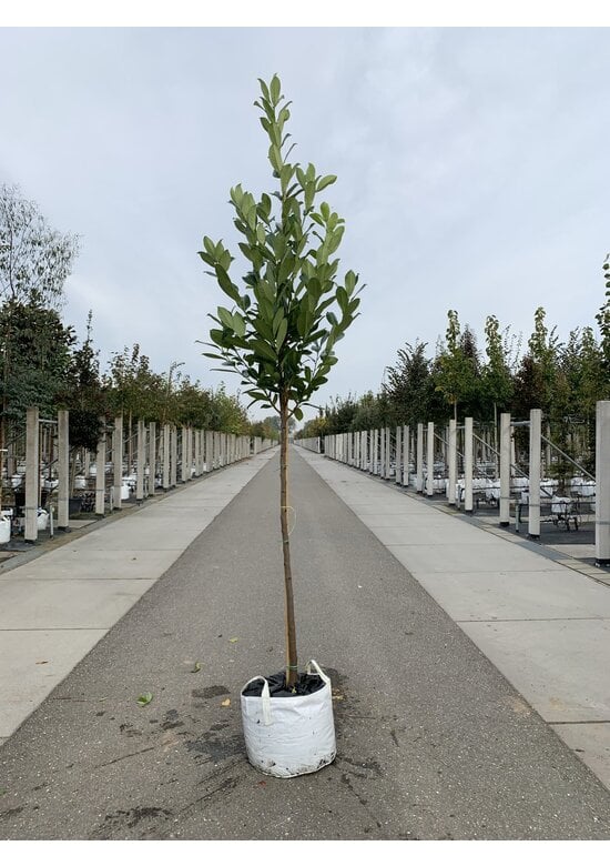 Rundblättriger Kirschlorbeer Baum 'Rotundifolia' | Prunus laurocerasus 'Rotundifolia'