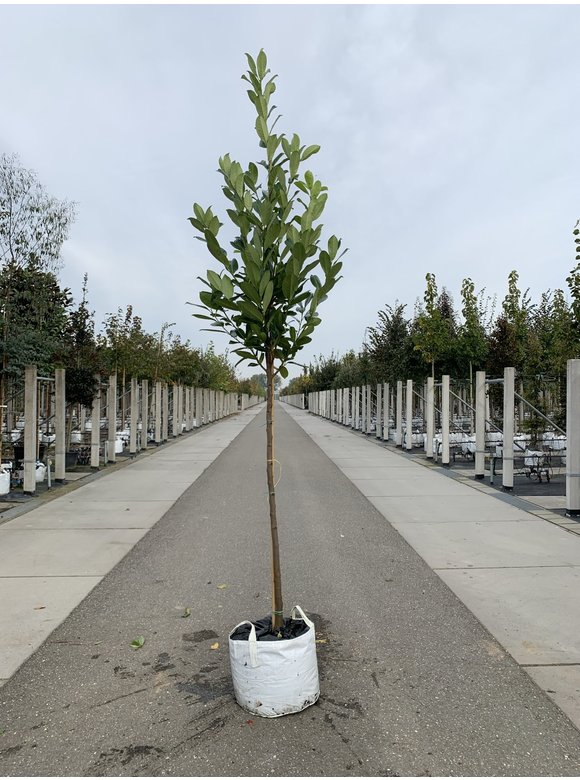 Rundblättriger Kirschlorbeer Baum 'Rotundifolia' | Prunus laurocerasus 'Rotundifolia' Rundblättriger Kirschlorbeer Baum 'Rotundifolia' | Prunus laurocerasus 'Rotundifolia'